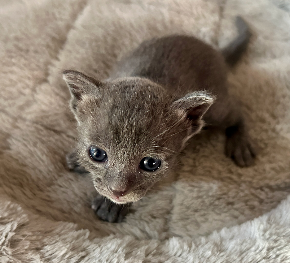 Dixie's 7th litter second (and a half) week